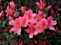 Rosa Royal Azalee Rhododendron Schlipper Bushi Shrub Blumensamen