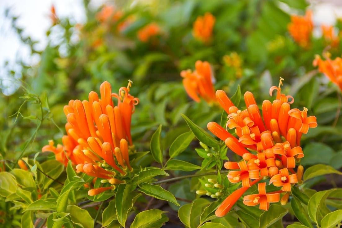 Light (light orange) samen for anpflanzung in home garten
