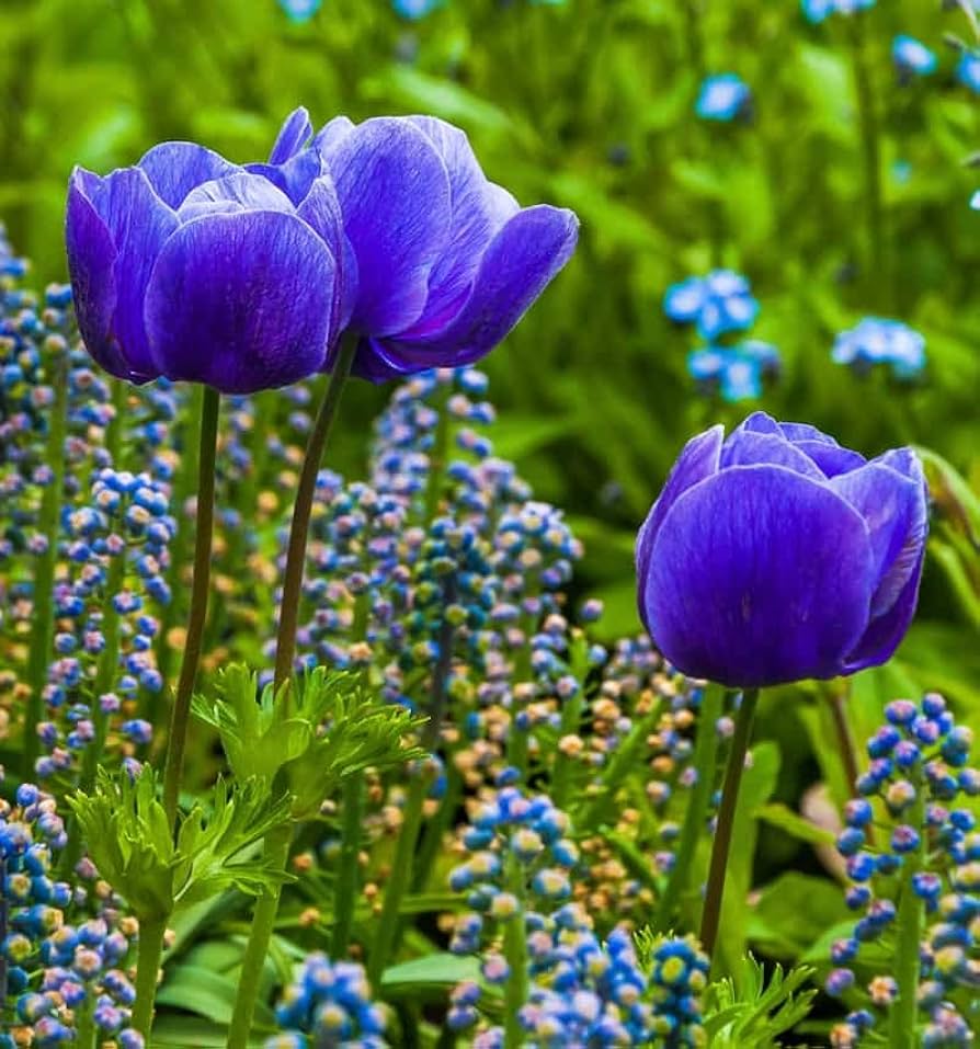 Tulpe Blau Blumensamen zur Aussaat leuchtend Blau Blüten für Ihren Garten