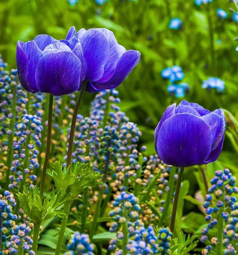 Tulpe Blau Blumensamen zur Aussaat leuchtend Blau Blüten für Ihren Garten