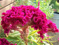 Cockscomb Samen zur Aussaat Celosia Cristata Blume Beet tropisch Garten