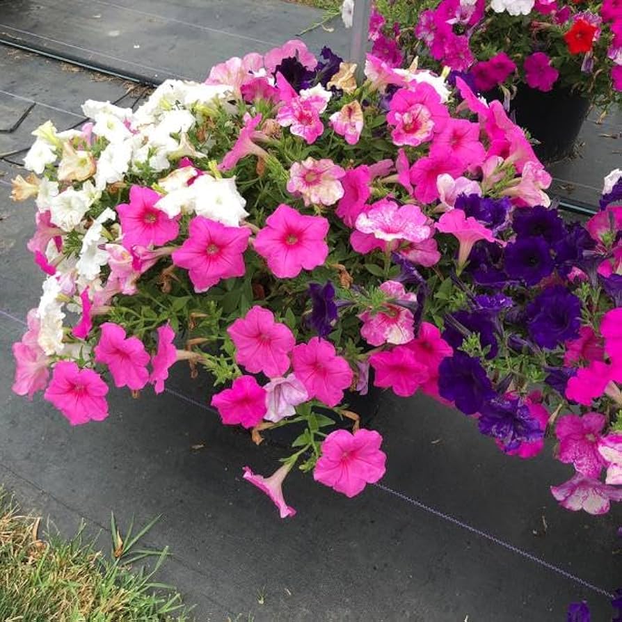 Gemischt Petunie Petunie spp. Blumensamen zur Aussaat Blume Beet