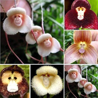 Monkey Orchidee Samen zur Aussaat einzigartig Gemischt Kollektion
