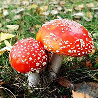 Rot & Weiß Pilz Gemüsesamen für einfache Aussaat
