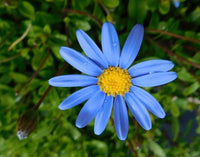 Daisy blume samen for bright, cheerful garten blooms
