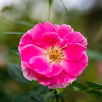 Dream Rose Samen zur Aussaat Rosa Chinensis romantic Garten Blume Beet
