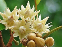 Mimusops Blumensamen zur Aussaat Garten beliebt Traditionssorte & ohne Gentechnik Samen Hausgarten