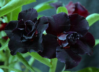 Schwarz Wüstenrose Blumensamen – exotisch Wildblume Mischung Traditionssorte & ohne Gentechnik Hausgarten