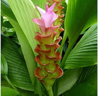 Curcuma Longa Samen zur Aussaat – Gemischt Varieties