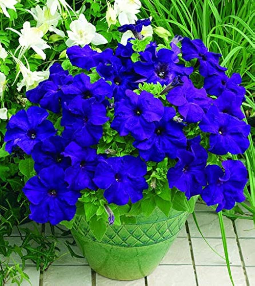 tief Blau Petunie Blumensamen zur Aussaat Traditionssorte ohne Gentechnik Anzucht Garten Blüten