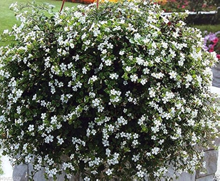 hängend Bacopa Sutera Cordata Blumensamen