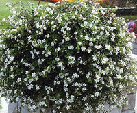 hängend Bacopa Sutera Cordata Blumensamen