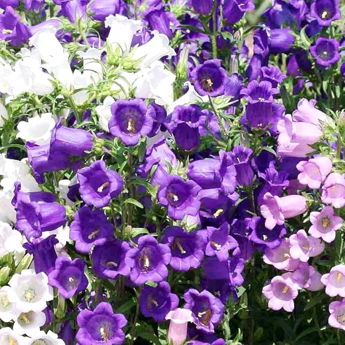 Traditionssorte Campanula Canterbury Mischung Samen farbenfroh Bell Blumen