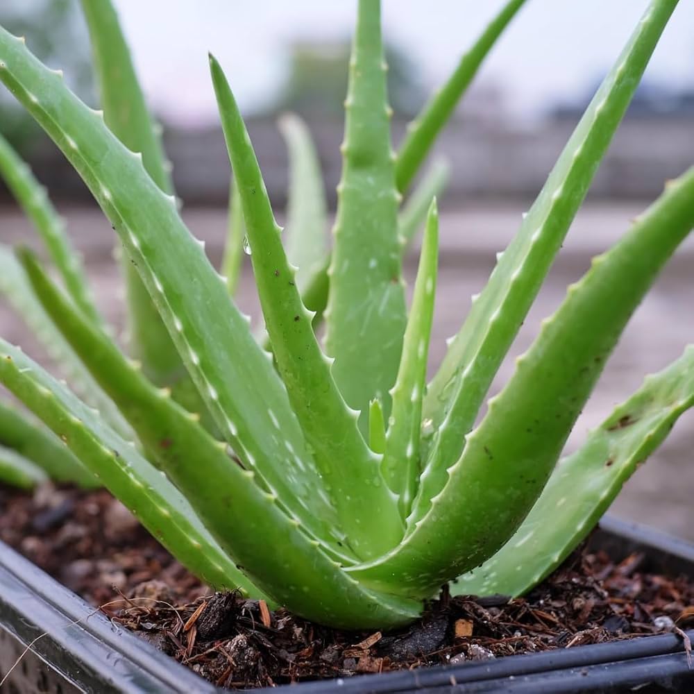 hell Grün Aloe Vera Blumensamen zur Aussaat – pflegeleicht – Traditionssorte & ohne Gentechnik Samen Hausgarten