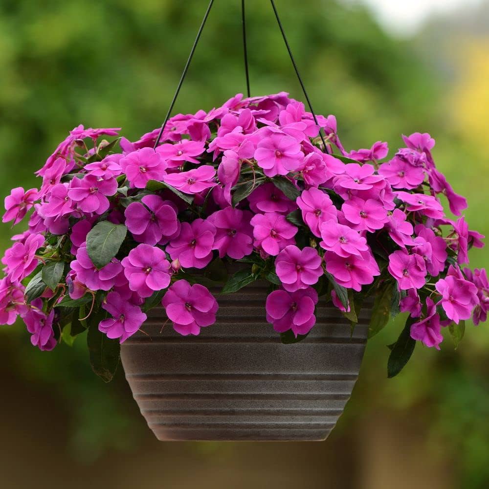 Impatiens Mischung Blumensamen zur Aussaat – leuchtend einjährige Blume Samen Shaded Gärten