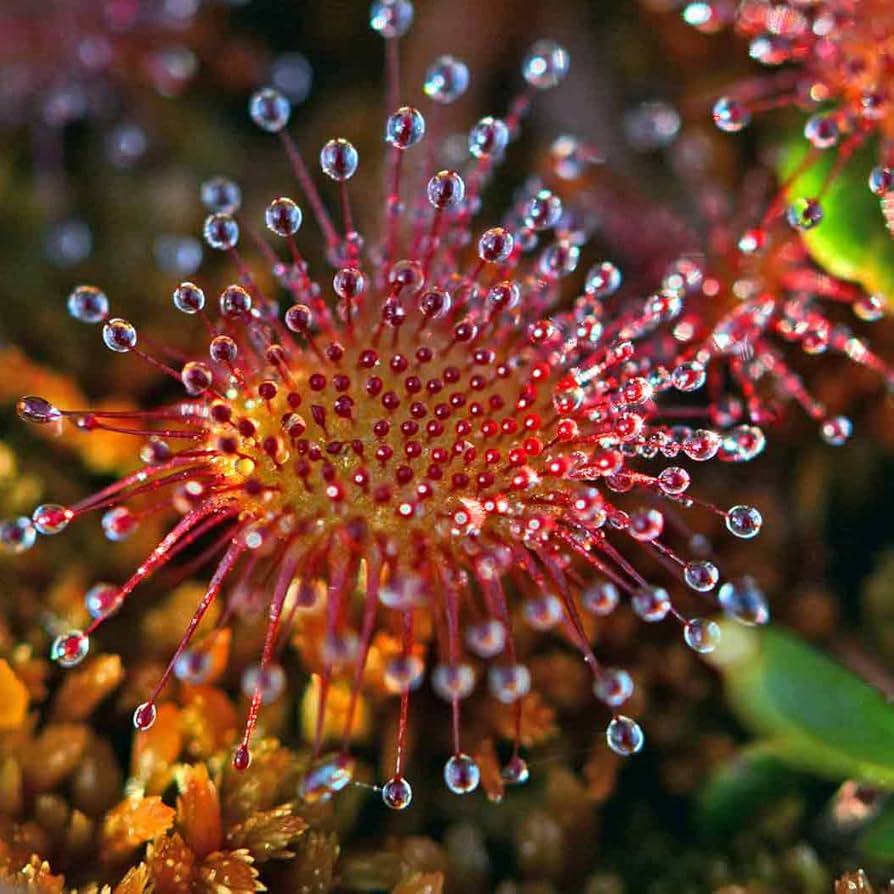 Gemischt Drosera Chrysolepis Blumensamen zur Aussaat – lang Blüte Saison – Traditionssorte & ohne Gentechnik Samen Hausgarten