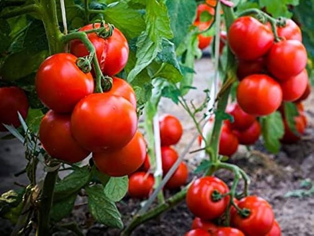Zac Tomate Gemüsesamen Planting