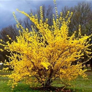 Forsythia Blumensamen zur Aussaat – robust Sorte – Traditionssorte & ohne Gentechnik Samen Hausgarten