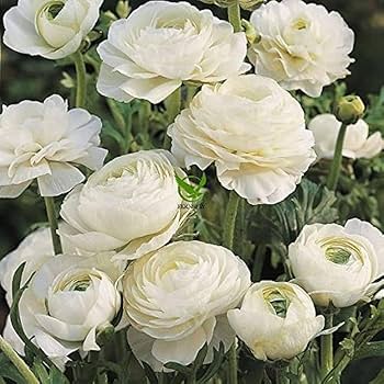 Weiß Ranunculus Blumensamen zur Aussaat hochwertige Qualitäts- Traditionssorte & ohne Gentechnik Samen Hausgarten