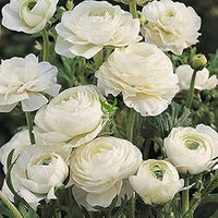 Weiß Ranunculus Blumensamen zur Aussaat hochwertige Qualitäts- Traditionssorte & ohne Gentechnik Samen Hausgarten