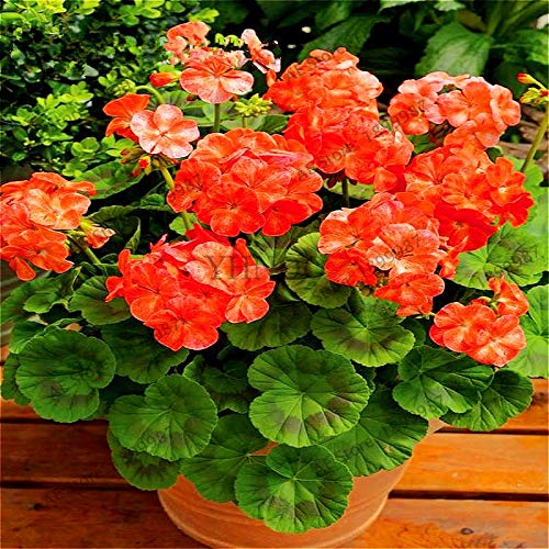 Orange Geranie Zonal Blumensamen zur Aussaat – sonnenliebend – Traditionssorte & ohne Gentechnik Samen Hausgarten