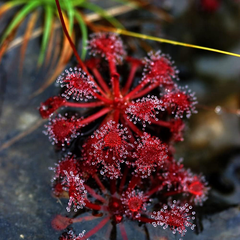 Rot Sundew Blumensamen zur Aussaat Halbschatten verträglich Traditionssorte & ohne Gentechnik Samen Hausgarten