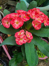 Blau Euphorbia Milii Blumensamen zur Aussaat farbenfroh Schau Traditionssorte & ohne Gentechnik Samen Hausgarten