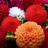 Mischung Dahlie Pompon Blumensamen zur Aussaat – Wildblume Mischung – Traditionssorte & ohne Gentechnik Samen Hausgarten