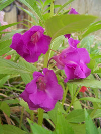 Lila balsamine blume samen for anpflanzung - drought tolerant, heirloom & gmo free samen for home garten
 
 sale for anpflanzung in home garten.