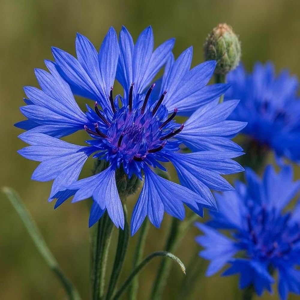 Cornflower Blumensamen zur Aussaat – Schnitt Blume beliebt – Traditionssorte & ohne Gentechnik Samen Hausgarten