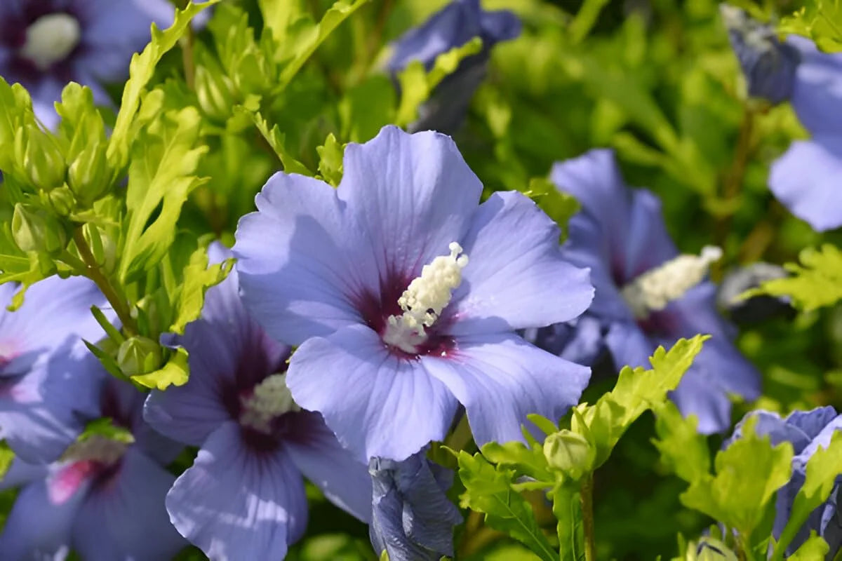 Lila Hibiskus Blumensamen zur Aussaat sonnenliebend Traditionssorte & ohne Gentechnik Samen Hausgarten