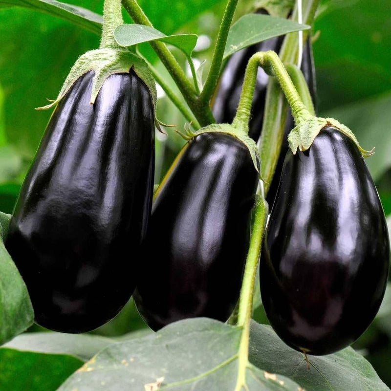 Dusky eggplant solanum melongena für aussaat in home garten