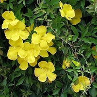 Macfadyena Unguis Cati Evergreen Vine Gelb Blumensamen