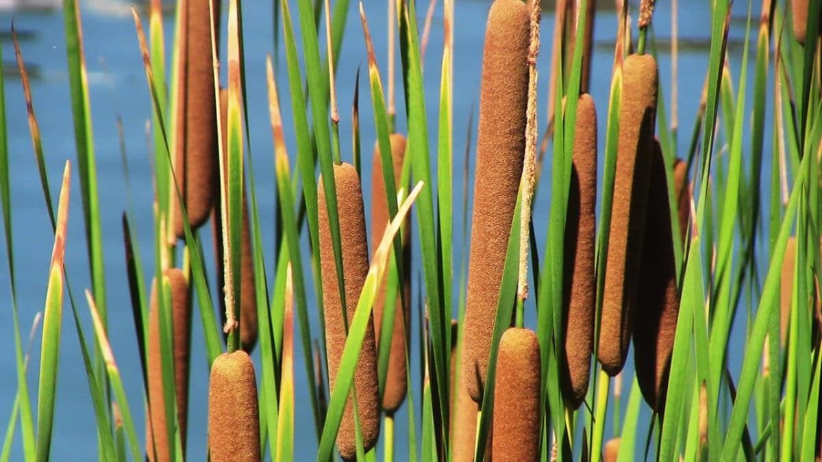 Cattail blume samen for anpflanzung vibrant colors heirloom & gmo free samen for home garten 
 
 sale for anpflanzung in home garten