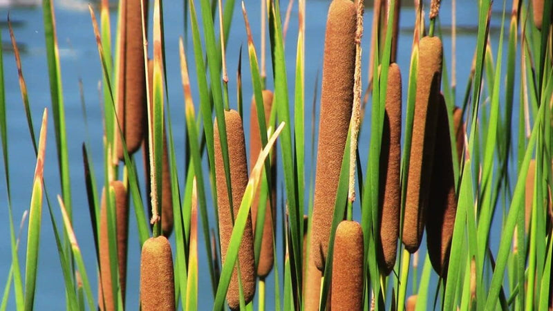 Cattail blume samen for anpflanzung vibrant colors heirloom & gmo free samen for home garten 
 
 sale for anpflanzung in home garten