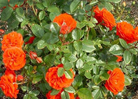 Orange kletternd Rose Blumensamen zur Aussaat duftend Blüten Traditionssorte & ohne Gentechnik Samen Hausgarten