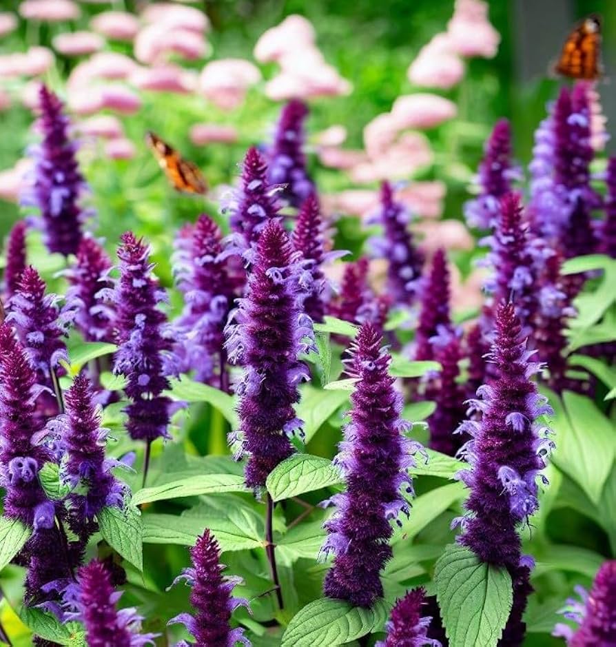 Violett riesig Hyssop Blumensamen zur Aussaat – Wildblume Mischung – Traditionssorte & ohne Gentechnik Samen Hausgarten