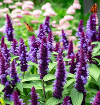 Violett riesig Hyssop Blumensamen zur Aussaat – Wildblume Mischung – Traditionssorte & ohne Gentechnik Samen Hausgarten
