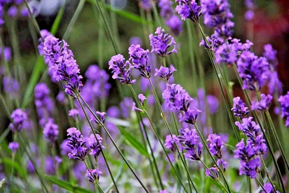 Lavendel Vera Blumensamen zur Aussaat saisonal Dauerblüher Traditionssorte & ohne Gentechnik Samen Hausgarten