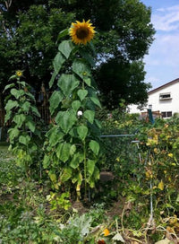 Mammoth sunflower for anpflanzung in blume bed