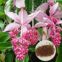Medinilla Magnifica Bonsai Blume Pflanzensamen
