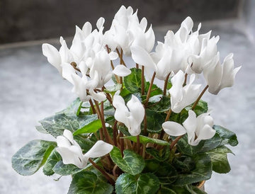Grün Weiß Alpenveilchen Blumensamen zur Aussaat – pflegeleicht – Traditionssorte & ohne Gentechnik Samen Hausgarten