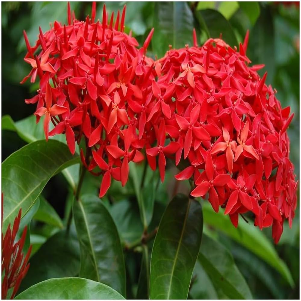 Ixora Blumensamen zur Aussaat – duftend Blüten – Traditionssorte & ohne Gentechnik Samen Hausgarten