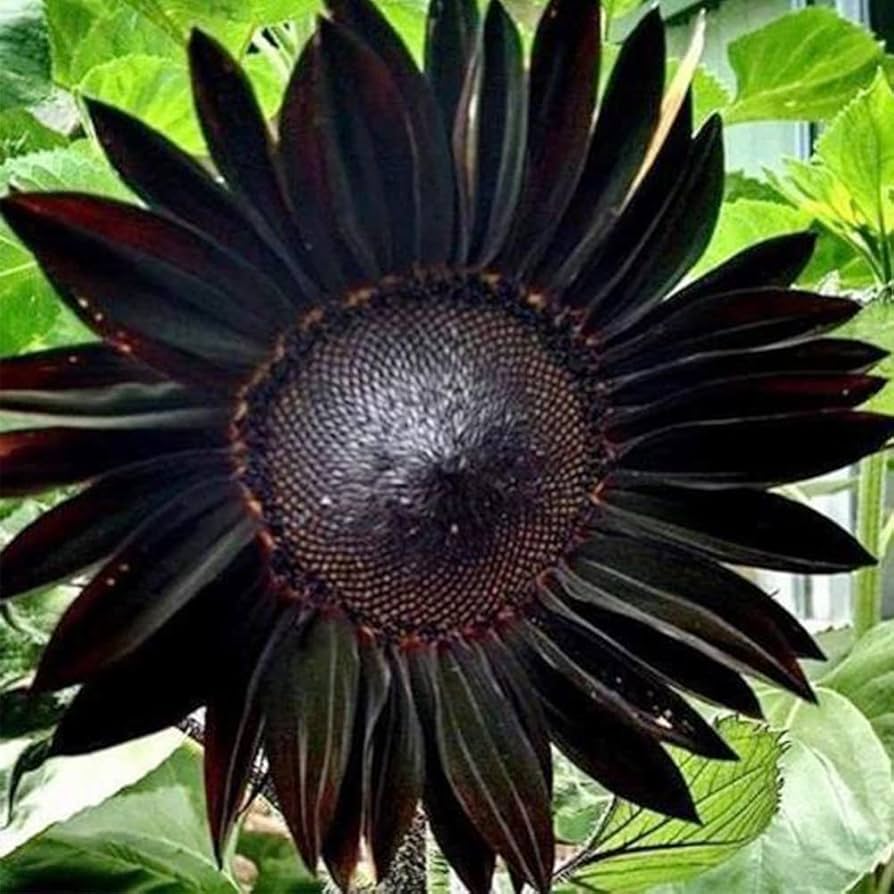 Schwarz riesig Sonnenblume Samen Garten Aussaat