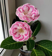 Gloxinie mehrfarbige Sinningia Blumensamen