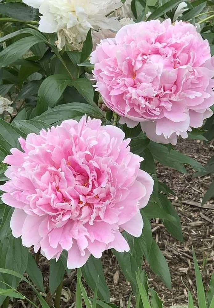 Rosa Paeonia Blumensamen zur Aussaat – leuchtend – Traditionssorte & ohne Gentechnik Samen Hausgarten