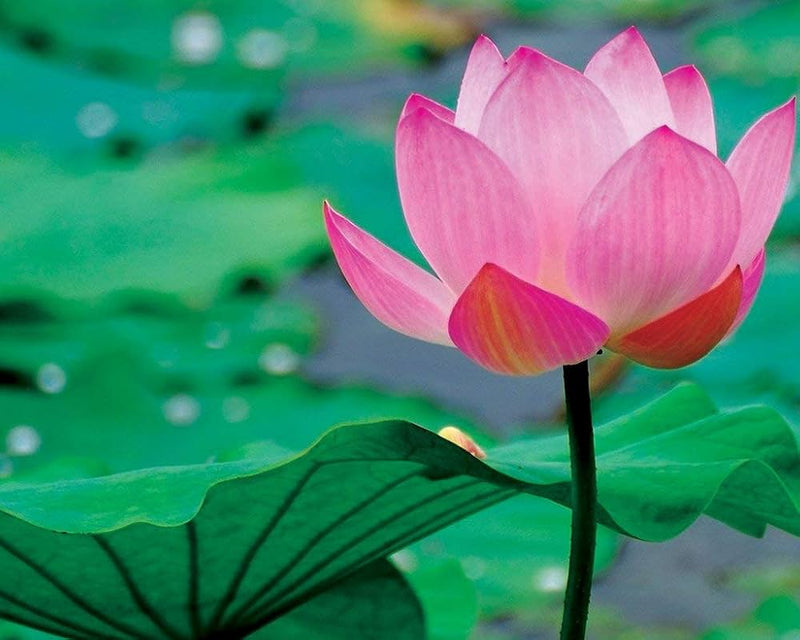 Lotus nelumbo nucifera samen for anpflanzung in water garten