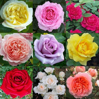 Semillas De Rosas Blumensamen zur Aussaat Wildblume Mischung Traditionssorte & ohne Gentechnik Samen Hausgarten