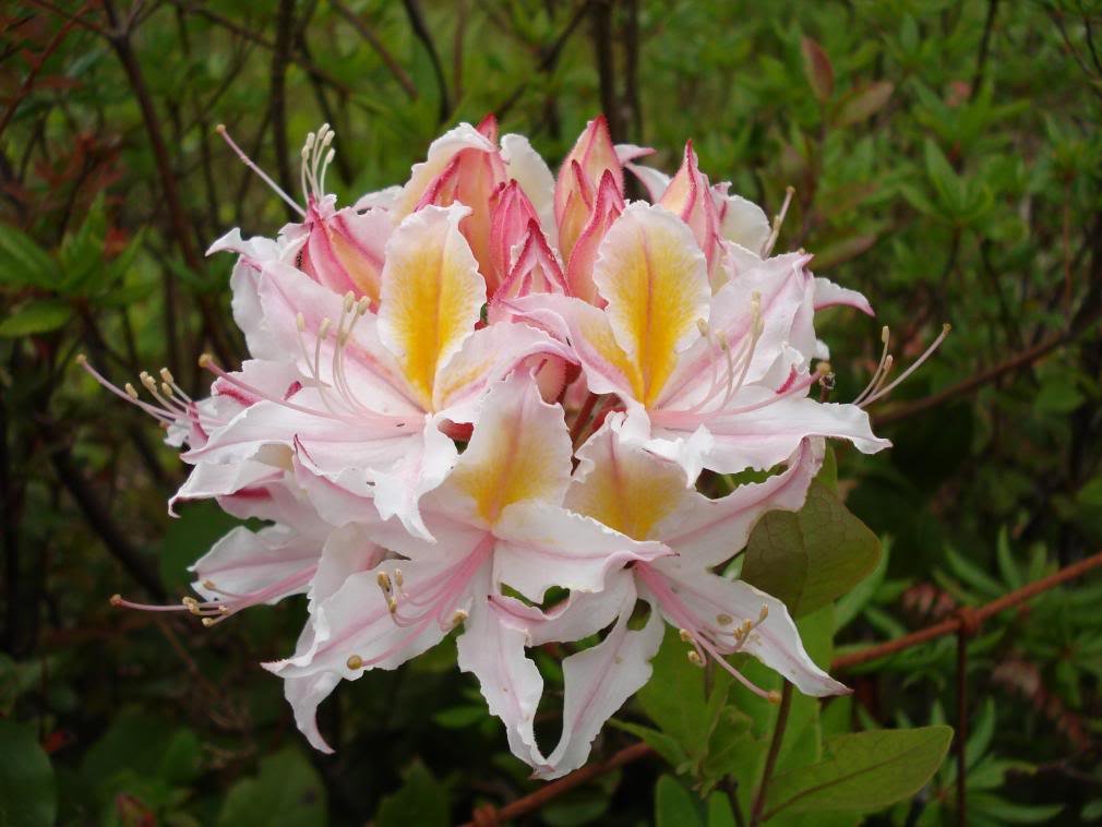 Western Azalee Blumensamen zur Aussaat leuchtend Blüten Traditionssorte & ohne Gentechnik Samen Hausgarten