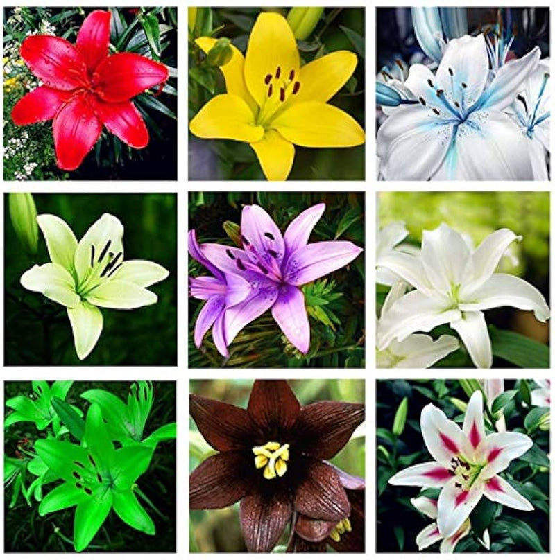 Perfume lily samen for fragrant blumen
